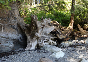 Roots of the driftwood tree trunk