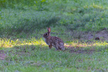 A cross between a domestic and wild rabbit in a pasture in the morning