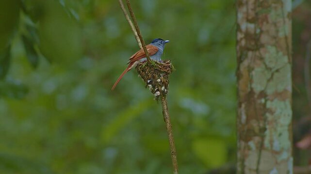 A brightly colored female Asian flycatcher perches on a nest in lush tropical forest, revealing her striking blue head and long reddish-brown tail. She feeds her young and waits for a male to return