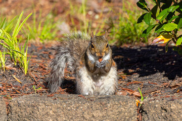 Eastern gray squirrel, known as the grey squirrel is native animal  to eastern North America