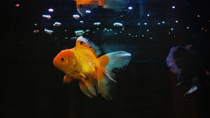 Goldfish swimming in a glass tank, beautiful fish and home aquarium keeping