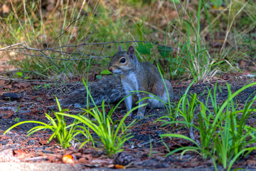 Eastern gray squirrel, known as the grey squirrel is native animal  to eastern North America