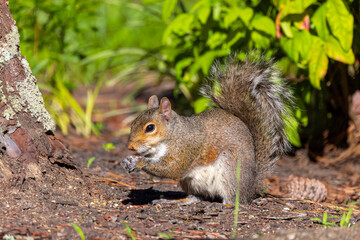 Eastern gray squirrel, known as the grey squirrel is native animal  to eastern North America