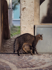 Stray Tabby Cat on Quiet Cobblestone Street in Golfo Aranci, Sardinia, Off-Season