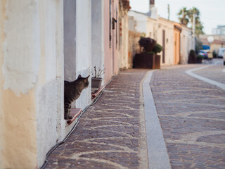 Stray Cat on Doorstep Along a Narrow Cobblestone Street in Golfo Aranci, Sardinia. Horizontal View of Authentic Italian Coastal Life