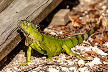 Green Iguana
