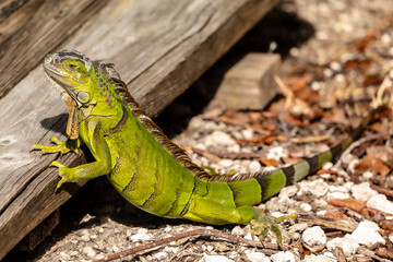 Green Iguana