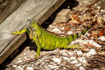 Green Iguana