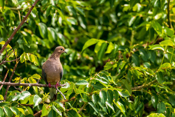 Mourning Dove