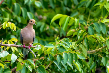 Mourning Dove