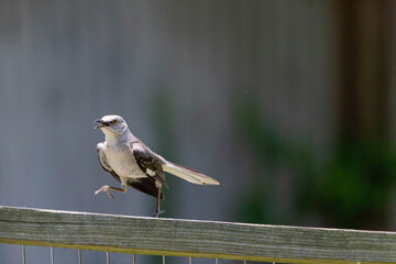 The northern mockingbird (Mimus polyglottos) on the backyard
