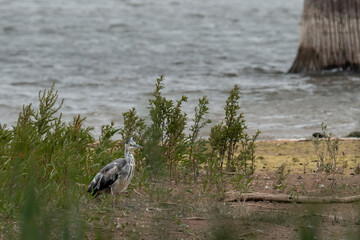 European Grey Heron (Ardea cinerea)stood in undergrowth