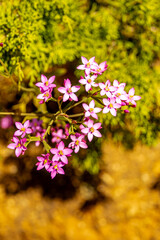 Ein kleiner Strandbesuch in der Bucht Marinha vor der wunderschönen Küsten an der Algarve - Portugal