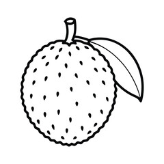  quandong fruit vector illustration