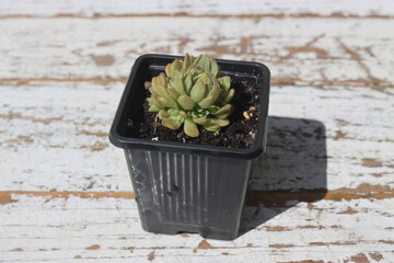 Rosularia chrysantha_Rozularia złocista