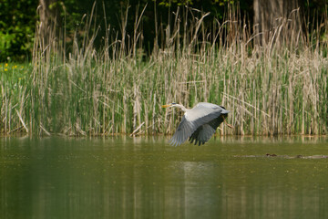 grey heron flying over the lake