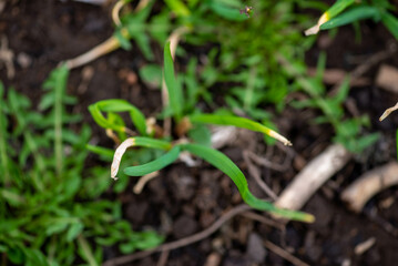 Green onions grow in the garden bed. High quality photo