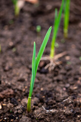 Green onions grow in the garden bed. High quality photo