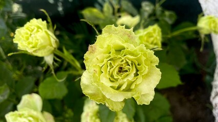Unusual Light Green Rose with Ruffled Petals Amidst Garden Greenery