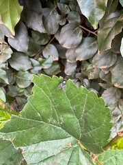 green leaves background