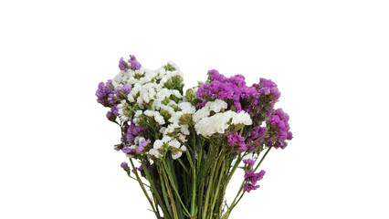 Obraz premium Limonium sinuatum, known as perennial sea-lavender, appears isolated on a white background, showcasing its papery petals and branching stems in delicate, pastel-colored blooms.