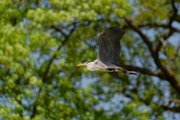 grey heron in flight