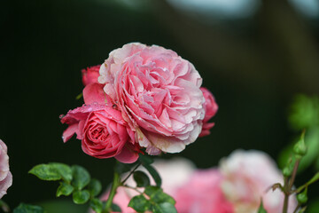 pink roses in garden