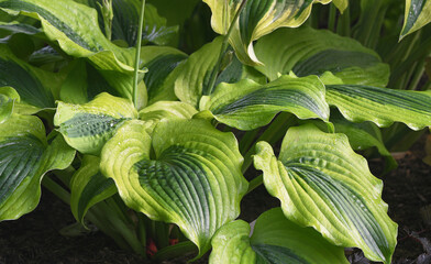 close up of a green hosta