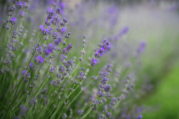 lavender field in provence