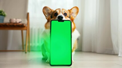 Corgi dog sitting indoors with smartphone with blank copy space for text green screen chroma key, tech concept, home background, cute pet idea