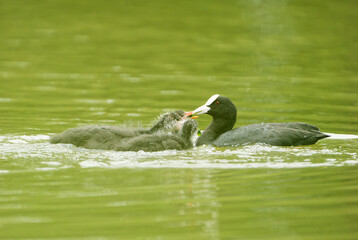 a coot feeds its young