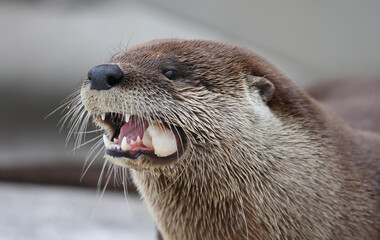 North American river otter eating a fish while in care at a wildlife rehab. 