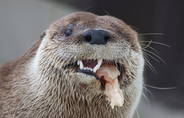 North American river otter eating a fish while in care at a wildlife rehab. 