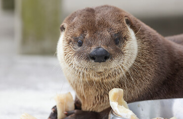 North American river otter eating a fish while in care at a wildlife rehab. 