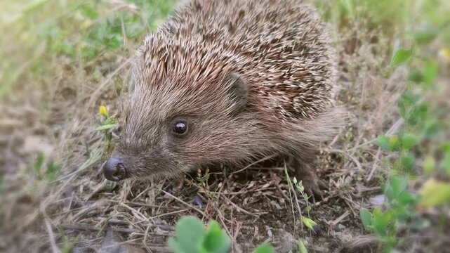 Cute hedgehog sniffs the smells. Erinaceus europaeus, also known as European hedgehog or common hedgehog