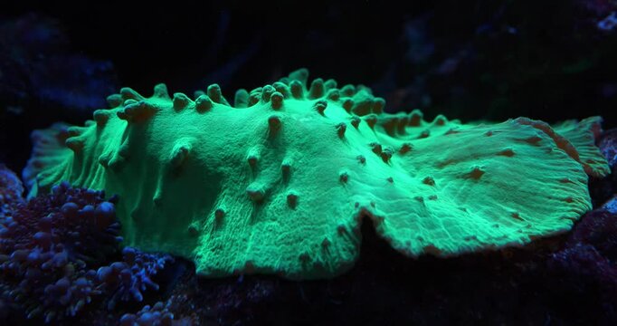 Sinularia dura - species of coral polyp belonging to the order Alcyonacea of ??the family Alcyoniidae. Cinema 4K 60fps underwater video