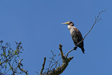 cormorant sits on a dead tree