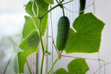 The cucumber grows on the balcony.