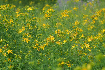 Closeup on a bright field of yellow flowering group of St John's wort wildflowers Hypericum...