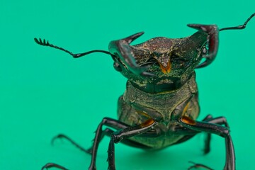 Macro shot of a European stag beetle on a chroma key background. Close-up of a male European stag beetle. European stag beetle on a green background. Concept of endangered species and protected insect