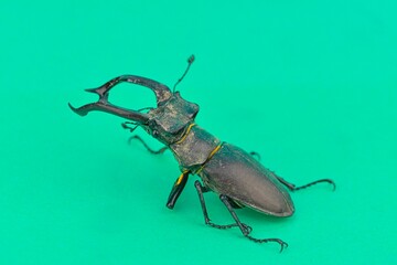 Macro shot of a European longhorn beetle on a chroma key background. Close-up of a male European longhorn beetle. European longhorn beetle on a green background. Concept of endangered species.