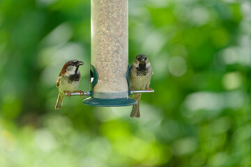 sparrows eating seeds from a feeder. seasonal bird feeding