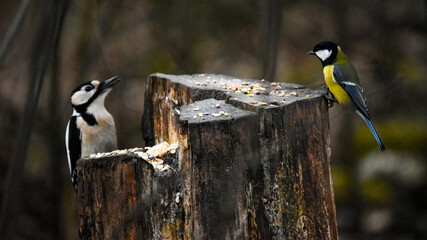 The great spotted woodpecker (Dendrocopos major) and great tit (Parus major)