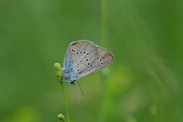 Closeup on a European Mazarine blue butterfly,  Cyaniris semiargus with closed wings in a meadow