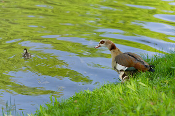 Egyptian goose with young