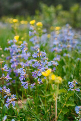 20250517-115707-untitled.ARW