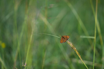 Closeup on a colorful orange Fritillary butterfly, Melitaea species with spread wings against a...