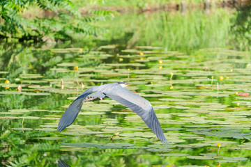 a grey heron flying over the lake