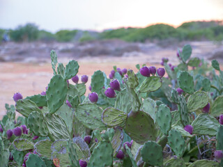Violet opuntia fruit or prickly pear edible cactus fruit growing outdoors at the Mediterranean seaside in Ayia Napa, Cyprus.