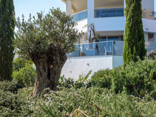 Old olive tree with rough textured wide trunk and a small crown grows near modern white building in Larnaca, Cyprus. Natural heritage concept